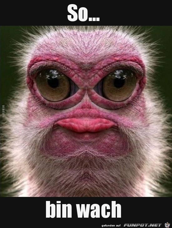 bn wach..... bn wach.....