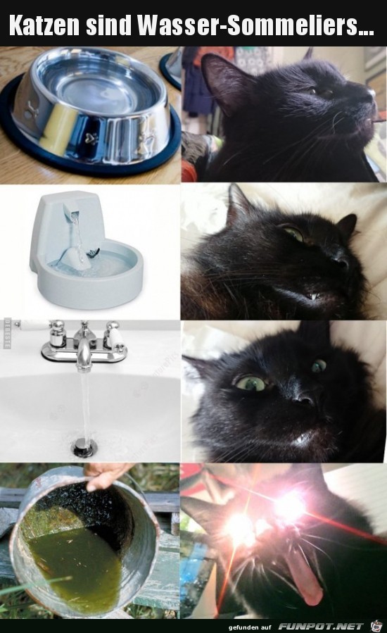 Ja, Ja die lieben Katzen und ihre Macken Ja, Ja die lieben Katzen und ihre Macken