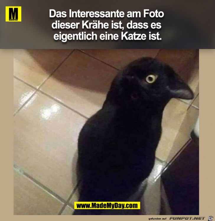 Tolle Krähe Tolle Krähe