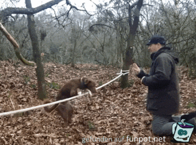Hund lernt jonglieren