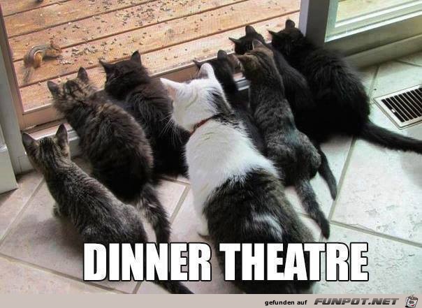 Katzen-Theater