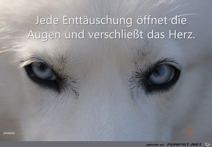 jede Enttaeuschung jede Enttaeuschung