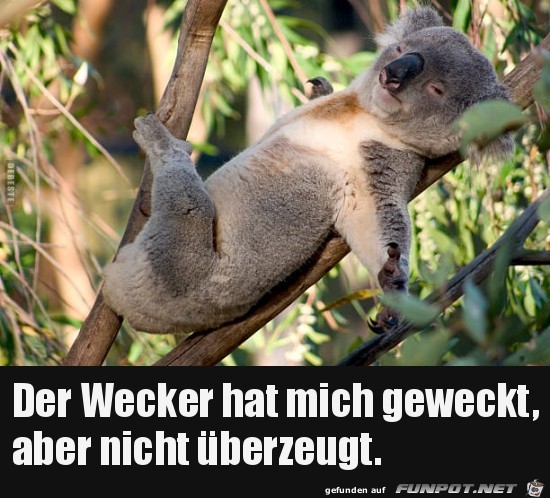 der Wecker hat mich geweckt.....