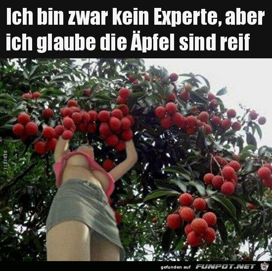 Die pfel sind reif