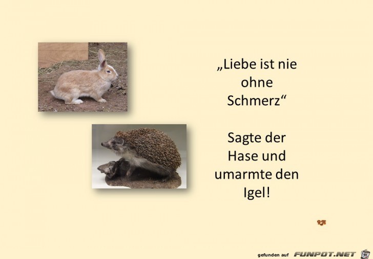 liebe ist nie ohne schmerz