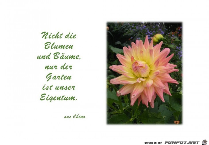 nicht die Blumen