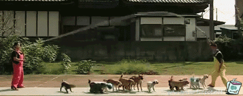 Hunde-Seilspringen Hunde-Seilspringen