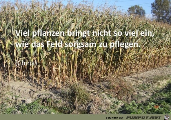viel pflanzen bringt nicht viel pflanzen bringt nicht