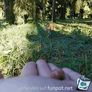 Eichhörnchen Eichhörnchen