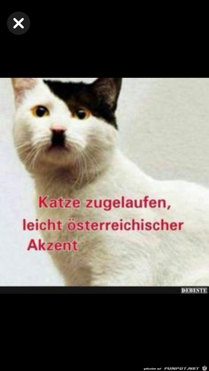 Katze zugelaufen....