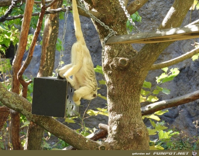 Affeninsel 3 im Zoo