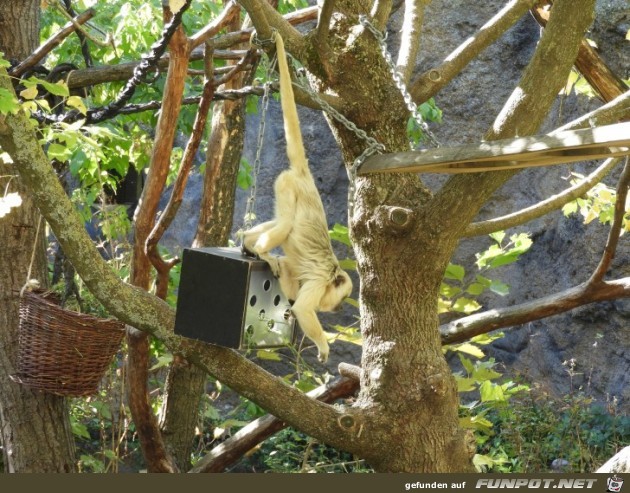 Affeninsel 3 im Zoo