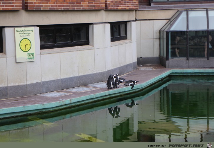 Pinguinkueste im Zoo Leipzig