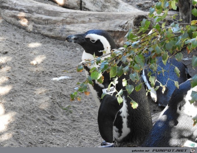 Pinguinkueste 2 im Zoo Leipzig Pinguinkueste 2 im Zoo Leipzig