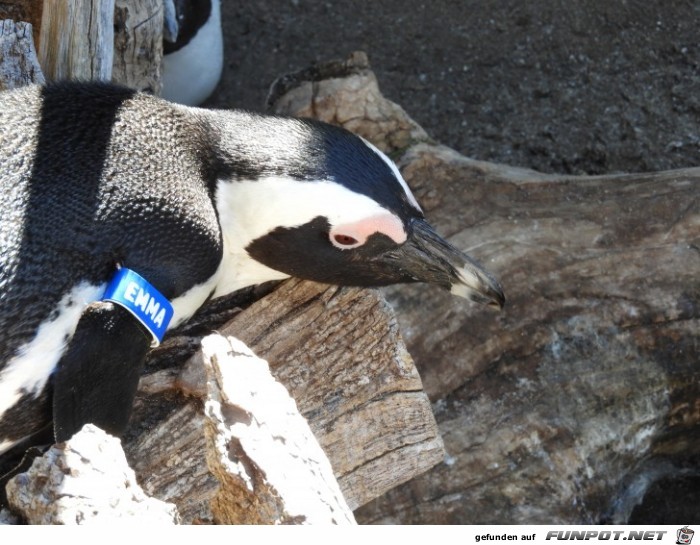 Pinguinkueste 3 im Zoo Leipzig Pinguinkueste 3 im Zoo Leipzig
