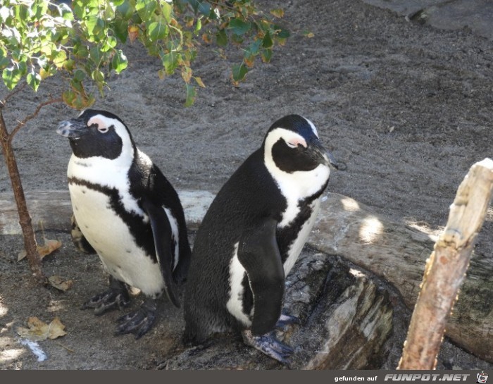 Pinguinkueste 4 im Zoo Leipzig Pinguinkueste 4 im Zoo Leipzig