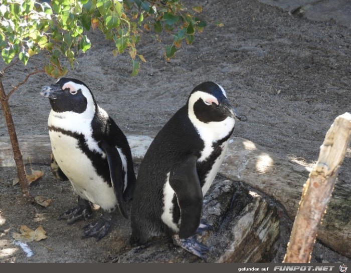 Pinguinkueste 4 im Zoo Leipzig