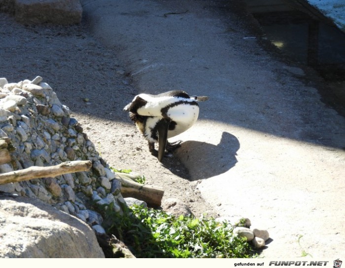 Pinguinkueste 5 im Zoo Leipzig Pinguinkueste 5 im Zoo Leipzig