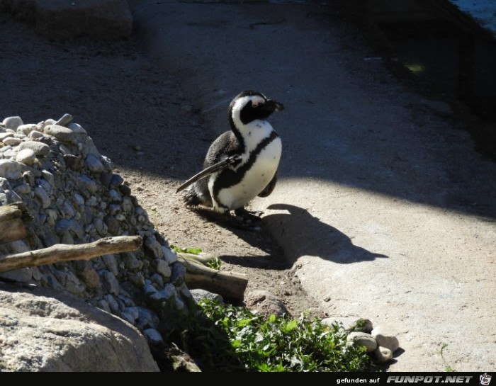 Pinguinkueste 6 im Zoo Leipzig