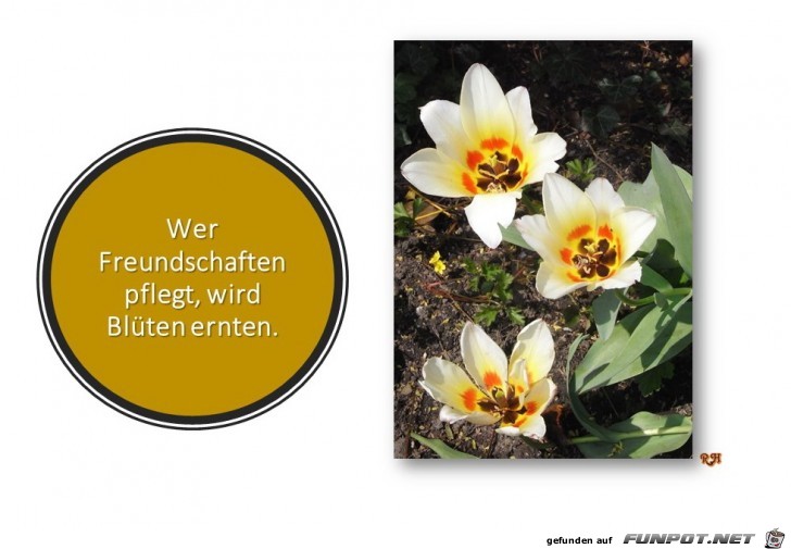 wer freundschaften pflegt wer freundschaften pflegt