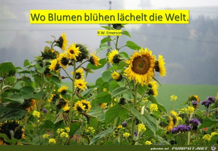 wo blumen bluehen