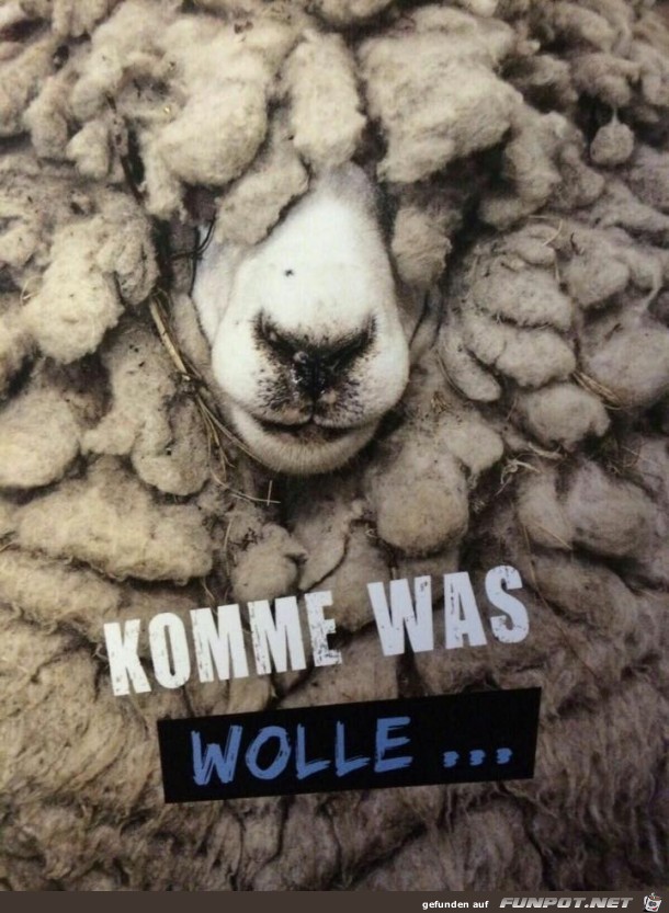 Wolle Wolle