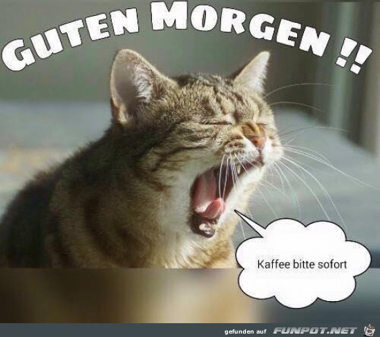 guten Morgen!!!.....