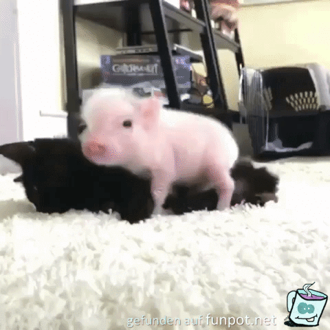 Ich komm kuscheln Ich komm kuscheln