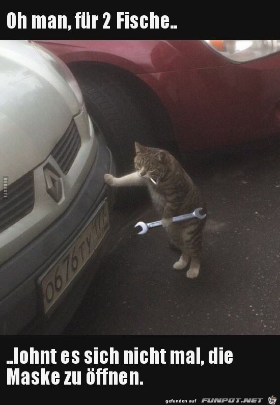 oh fuer 2 Fische oh fuer 2 Fische