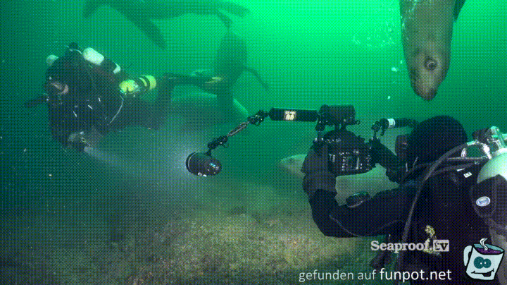 Meeresbewohner 33 Meeresbewohner 33
