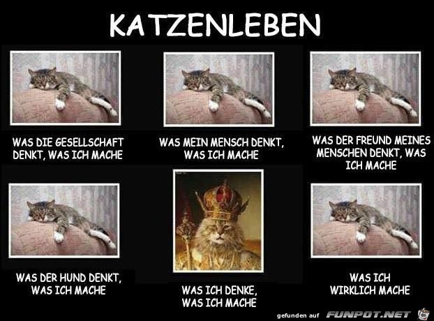 Katzen Katzen