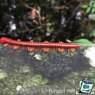 Tausendfüßler Tausendfüßler