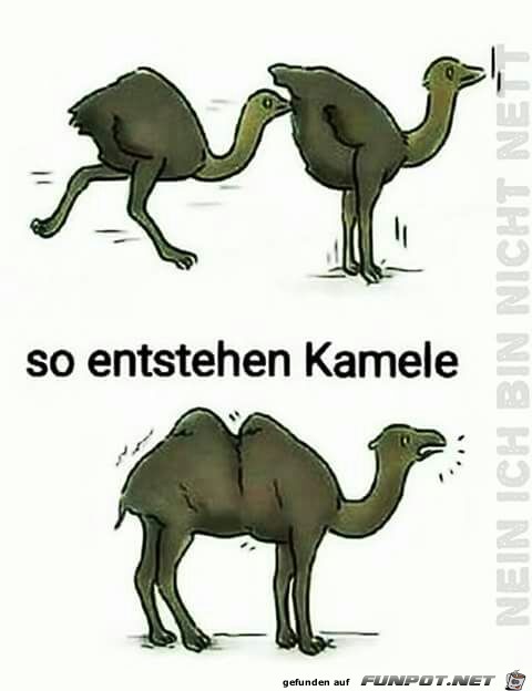 Kamel