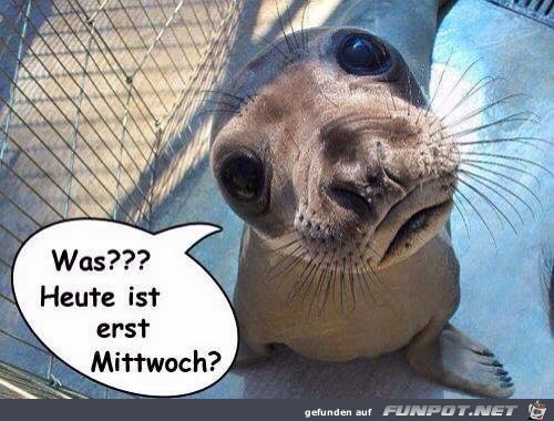 Mittwoch Mittwoch