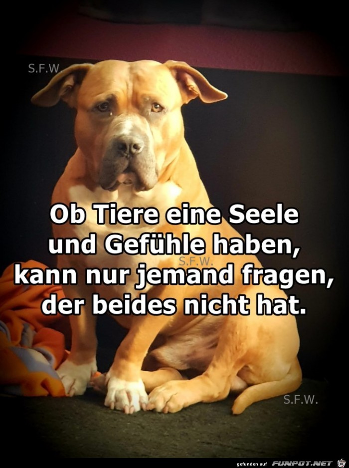 Ob Tiere eine Seele und Gefuehle haben