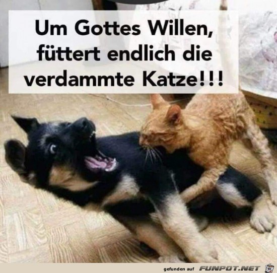 gebt der Katze was zum Fressen