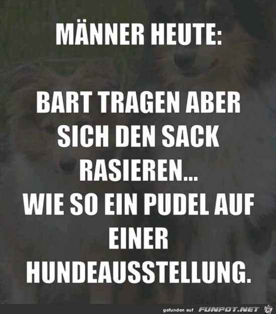 Wie ein Pudel Wie ein Pudel