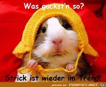Strick Strick