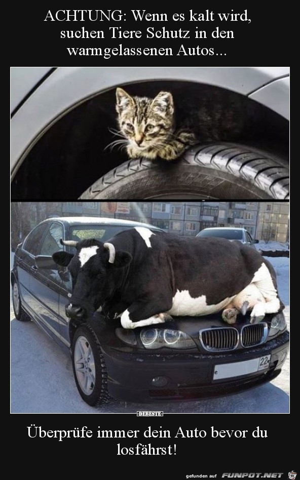 Achtung: wenn es kalt wird suchen Tiere....... Achtung: wenn es kalt wird suchen Tiere.......