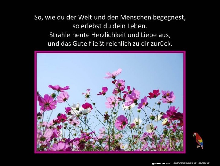 So wie du der Welt So wie du der Welt
