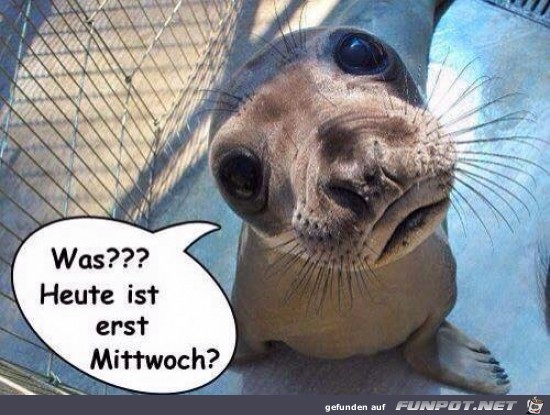 was??? heute ist erst Mittwoch