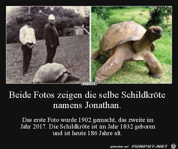 Schildkröte Schildkröte