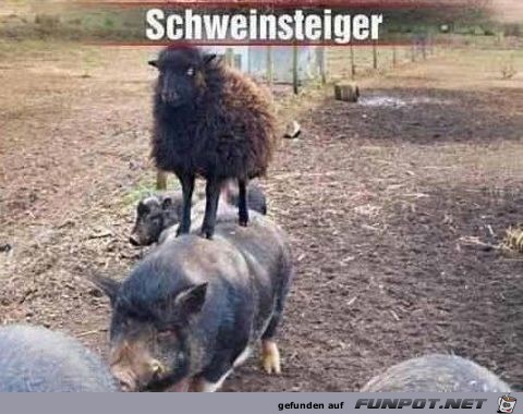 Schweinsteiger