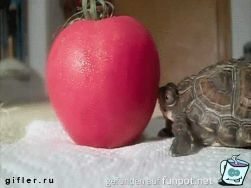 Schildkröte Schildkröte