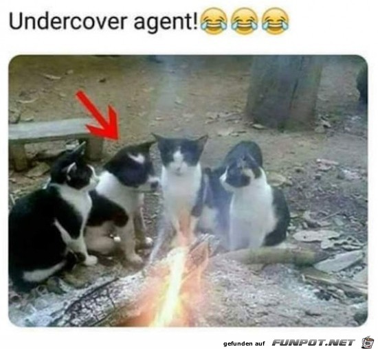 Undercover