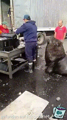 Tierischer Bettler Tierischer Bettler