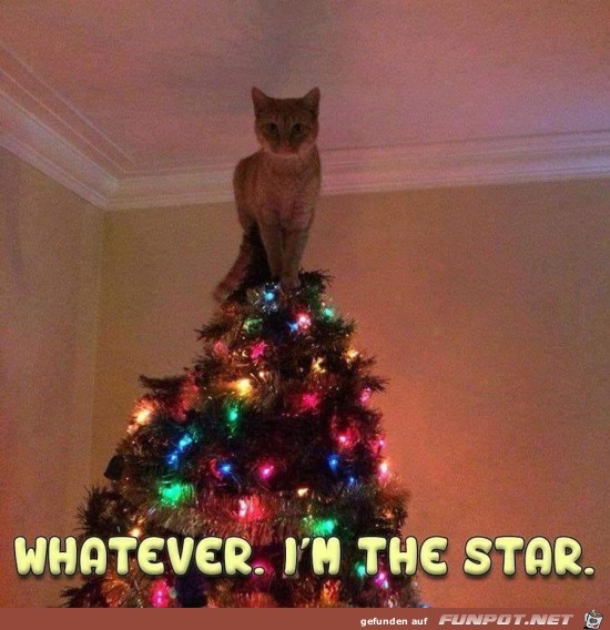 Ich bin der Star oder Stern Ich bin der Star oder Stern