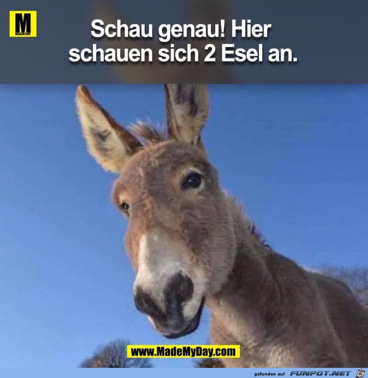 Schau genau