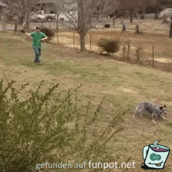 Lasso Lasso