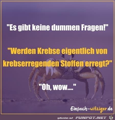 dumme Fragen dumme Fragen
